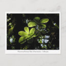 Search for ethiopia postcards Africa