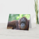Search for orangutan cards Ape