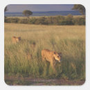 Search for kenya lion stickers Animal