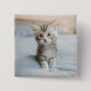 Search for coon badges Kitten