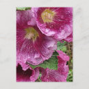 Search for hollyhocks postcards Nature