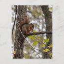 Search for walnut tree Rodent