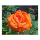 Search for hybrid tea rose posters Garden