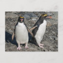 Search for macaroni postcards Bird