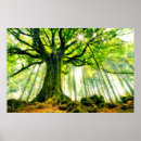 Search for beech posters Nature