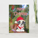 Search for aussie christmas cards Australian shepherd
