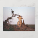 Search for yawn postcards Kenya