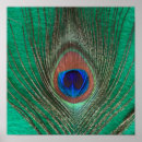 Search for peafowl feather art Photography