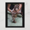 Search for great ape postcards Indonesia