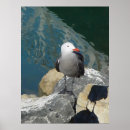 Search for seagull posters Animals