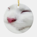Search for sleeping kitty White