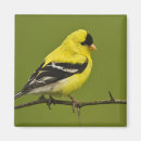 Search for plumage magnets Bird