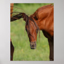 Search for warmblood posters Foal