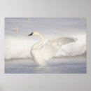 Search for trumpeter swan posters Cygnus buccinator