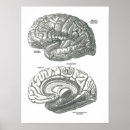 Search for neuroscience posters Doctor