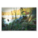 Search for puddle posters Wildlife