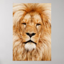Search for lion head posters Wildlife