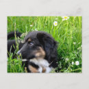 Search for hunde postcards Welpe