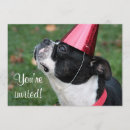 Search for boston terrier invitations Pet
