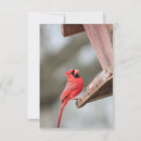 Search for red cardinal invitations Bird