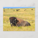 Search for native bison buffalo postcards Animal
