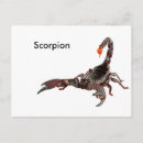 Search for predatory Scorpion