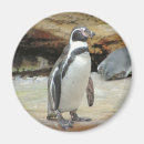 Search for flightless magnets Antarctica