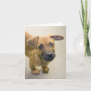 Search for mutts cards Mixed