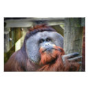 Search for bornean Wildlife