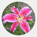 Search for pink stargazer lilies stickers Nature
