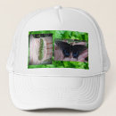 Search for caterpillars hats Insect