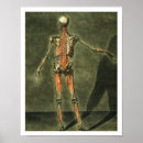 Search for muscular Medical