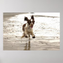 Search for springer spaniel dog posters English