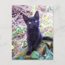 Search for black kittens postcards Kitty