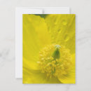 Search for oriental poppies postcards Flower