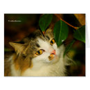 Search for norwegian forest cat postcards Feline