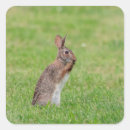 Search for cute brown bunny stickers Easter