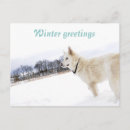 Search for white german shepherd postcards Snow