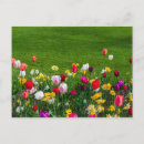 Search for spring flowers postcards Colorful