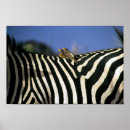 Search for red billed posters Wildlife