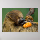 Search for sloth image posters Sloths