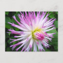 Search for dahlia postcards Green