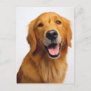 Search for golden retriever postcards Portrait