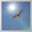 Search for bright sun posters Sky