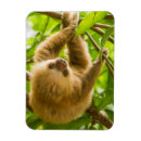 Search for getty magnets Cute