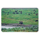 Search for bison magnets Brown