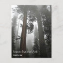 Search for giant tree postcards Nature