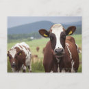 Search for grazing cows postcards Nature