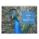 Search for peacock calendars Animals