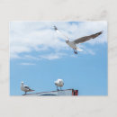 Search for flying birds postcards Sky